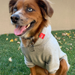 Load image into Gallery viewer, New Mexico Zia Dog Hoodie