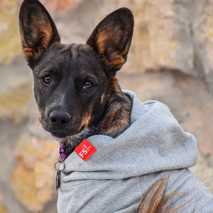 New Mexico Zia Dog Hoodie